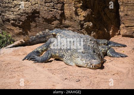 Nilkrokodil liegt in der Sonne Stockfoto