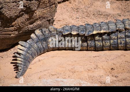 Nahaufnahme des Schwanzes eines Nilkrokodils Stockfoto