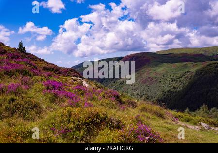 Blick vom Pecipice Walk in der Nähe von Dolgellau, Gwynedd North Wales, Großbritannien Stockfoto