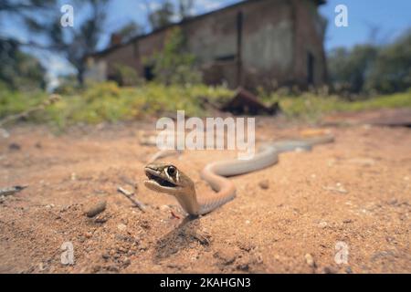 Nahaufnahme einer Wildgelb-gesichtigen Whipsnake (Demansia psammophis) mit einem verlassenen Gebäude im Hintergrund, Australien Stockfoto