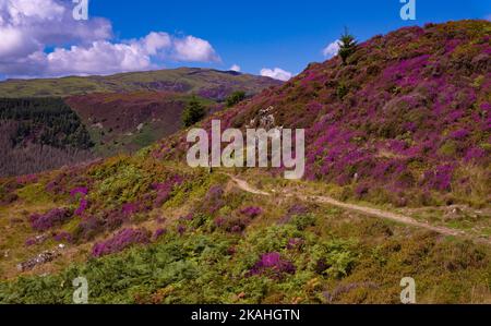 Blick vom Pecipice Walk in der Nähe von Dolgellau, Gwynedd North Wales, Großbritannien Stockfoto