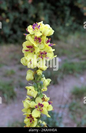 Great Mullein ( Verbascum thapsus ) Wildflower, Großbritannien Stockfoto