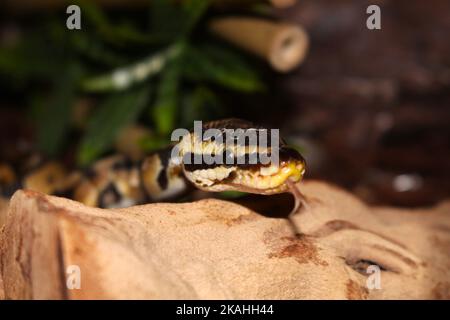 Farm Land Wälder und Kirchen Stockfoto