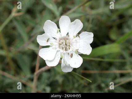 Blasencampion ( Silene vulgaris ) Blumenblume im September, Großbritannien Stockfoto