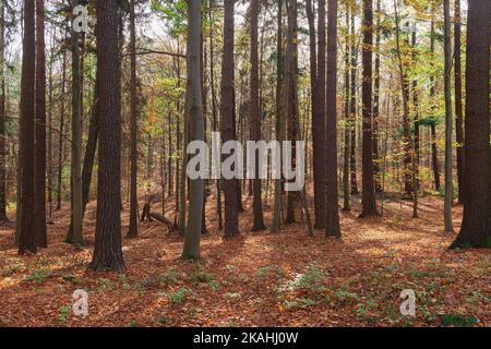 Buchenwald im Herbst. Die Bäume haben keine Blätter. Eine dicke Schicht aus trockenen braunen Blättern liegt auf dem Boden. Stockfoto