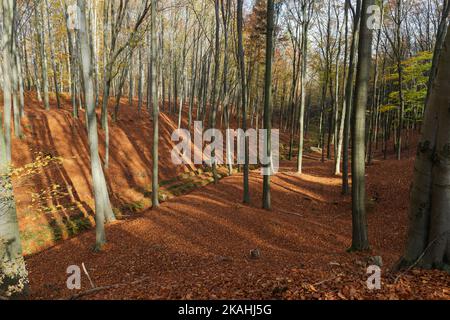 Buchenwald im Herbst. Die Bäume haben keine Blätter. Eine dicke Schicht aus trockenen braunen Blättern liegt auf dem Boden. Stockfoto