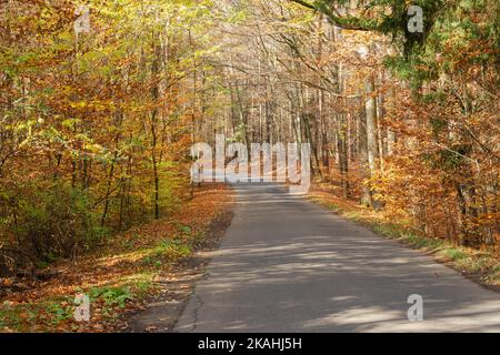 Buche, Herbstwald an einem sonnigen Tag. Die Bäume sind ohne Blätter, die Straßenränder sind mit einer dicken Schicht trockener, brauner Blätter bedeckt. Stockfoto