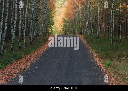 Eine mit Schotter gepflasterte Forststraße. Auf beiden Seiten der Straße wachsen junge Birken. Es ist Herbst, die Blätter auf den Bäumen sind gelb. Stockfoto
