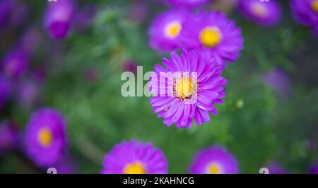 Traum lila Blumen Nahaufnahme. Idyllische Natur Blumengarten szenisch. Nahaufnahme von blühenden Blumen. Lebendige Blumen Hintergrund. Stockfoto