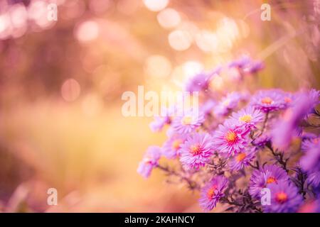 Sanfte rosa Blüten von Anemonen im Freien im Sommer Frühjahr Nahaufnahme auf Herbst Sonnenuntergang Hintergrund mit weichen verschwommenen Farben. Traumhafte Landschaft, Schönheit Stockfoto