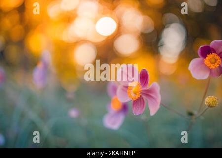 Sanfte rosa Blüten von Anemonen im Freien im Sommer Frühjahr Nahaufnahme auf Herbst Sonnenuntergang Hintergrund mit weichen verschwommenen Farben. Traumhafte Landschaft, Schönheit Stockfoto