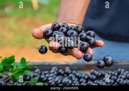 Goiânia, Goias, Brasilien – 02. November 2022: Verkäuferhand mit einem Haufen jabuticaba auf der Messe zu verkaufen. Stockfoto