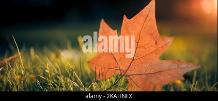 Herbst Ahornblatt auf grünem Gras, Makro Nahaufnahme. Perfekte Natur Nahaufnahme Landschaft mit gelben Baumblättern, grünem Gras und Sonne. Dramatisches Laub Stockfoto