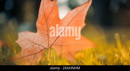 Herbst Ahornblatt auf grünem Gras, Makro Nahaufnahme. Perfekte Natur Nahaufnahme Landschaft mit gelben Baumblättern, grünem Gras und Sonne. Dramatisches Laub Stockfoto