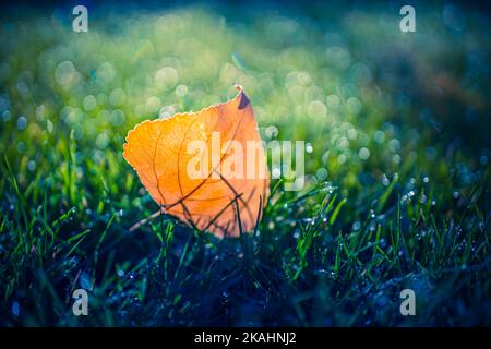 Atemberaubendes Herbstblatt in grünem Gras, herbstliche Lancdspe, Blick in die Natur mit Sonnenstrahlen und entspannenden, verschwommenen Waldbäumen. Idyllische, saisonale Natur Stockfoto