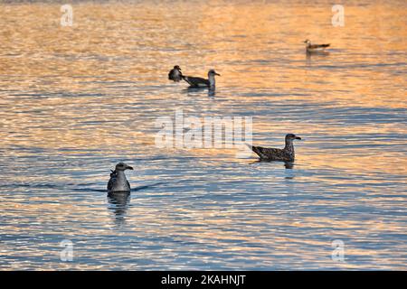 Möwen schwimmen i den Sonnenuntergang in Trapani, Sizilien Stockfoto