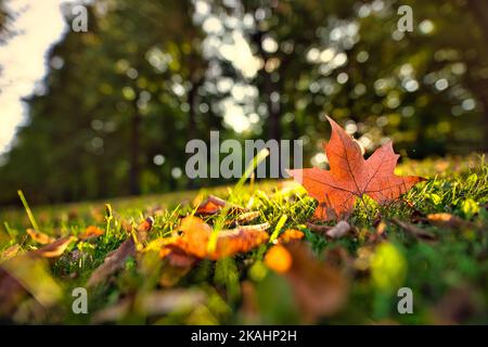 Herbst Ahornblatt auf grünem Gras, Makro Nahaufnahme. Perfekte Natur Nahaufnahme Landschaft mit gelben Baumblättern, grünem Gras und Sonne. Dramatisches Herbstlaub Stockfoto