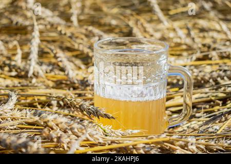 Ein halb volles Glas ungefiltertes Bier steht auf Weizenstielen und Ohren auf einem Feld Stockfoto