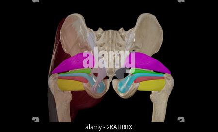 Laterale Hüftrotatoren (Tiefe Muskeln der Gesäßregion) Stockfoto