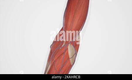 Anatomie der medialen Vena cubitalis Stockfoto