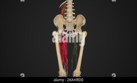 Nervus obturator im medialen Oberschenkel Stockfoto