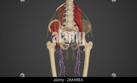 Anatomische Darstellung des Nervus obturator Stockfoto