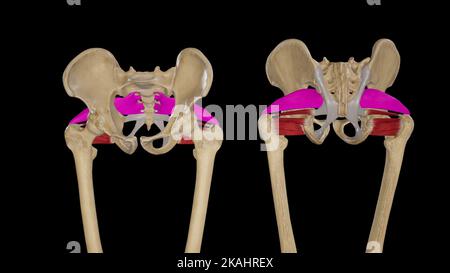 Illustration des Muskels Piriformis Stockfoto