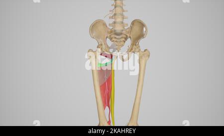 Posteriorer Zweig des Nervus obturator Stockfoto