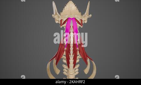 medizinische genaue Abbildung des Longus capitis Stockfoto