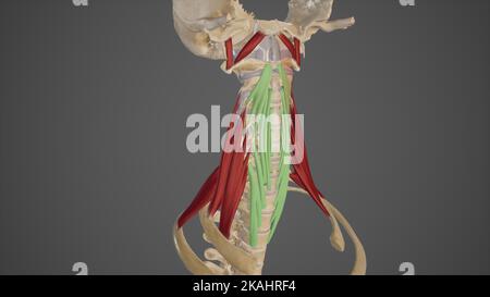 medizinische genaue Abbildung des Longus colli Stockfoto