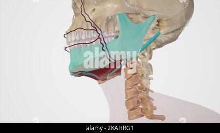 Medizinische Illustration des submandibulären Dreiecks Stockfoto