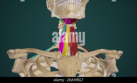 Anatomie der Suprahyoid- und Infrahyoid-Muskeln Stockfoto