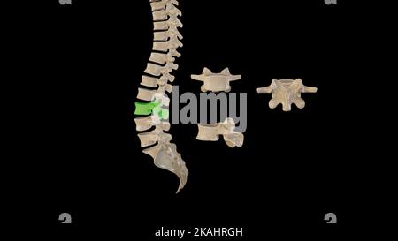 Medizinische Ilustration der dritten Lendenwirbelsäule – multiple Ansichten Stockfoto