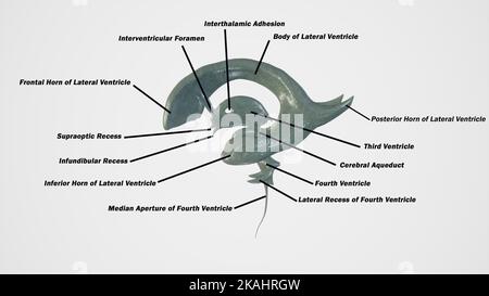 Medizinische Illustration des Ventrikulären Systems Stockfoto