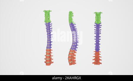 Medizinische Ilustration von farbigen Hals-, Thorax- und Lendenwirbeldornen – Anterior-, posterior- und Rückenansicht Stockfoto