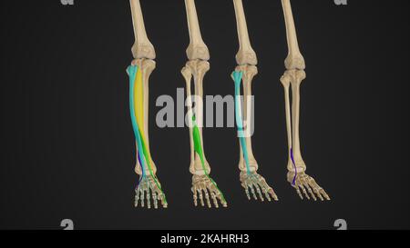 Medizinische Illustration der vorderen Beinmuskeln (Dorsiflexoren) Stockfoto