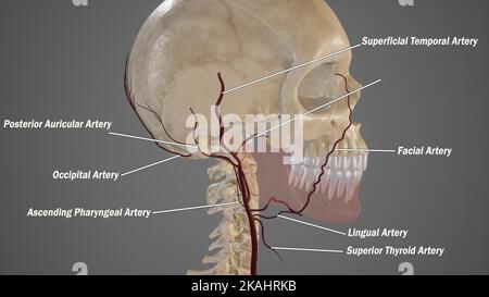 Arteria carotis externa und ihre Zweige Stockfoto