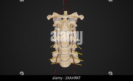 Halswirbelsäule mit vertebralen Arterien und auftauchenden Spinalnerven - schwarzer Hintergrund Stockfoto