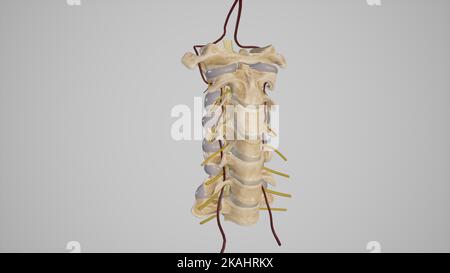 Medizinische Illustration der Halswirbelsäule mit vertebralen Arterien und aufkommenden Spinalnerven-Lateralansicht Stockfoto