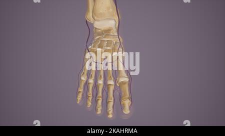 Anatomie des Venenbogens dorsal Stockfoto