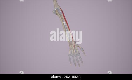 Anatomie Des Muskels Des Brustmuskels Stockfoto