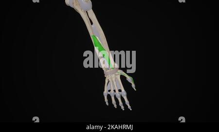 Extensor Pollicis Longus Anatomie Stockfoto