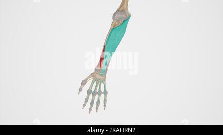 Anatomische Illustration von Flexor digitorum superficialis Stockfoto