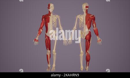 Vorder- und Rückansicht des menschlichen Muskel- und Skelettsystems Stockfoto