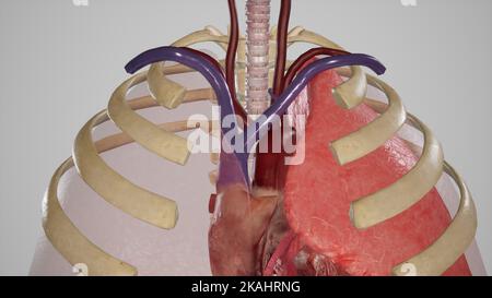 Medizinisch genaue Darstellung der großen Gefäße des Superior Mediastinums Stockfoto