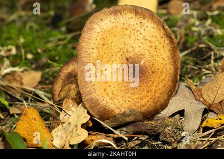 Der Brown Rollrim, ein häufiger Pilz aus Heide und Laubwäldern, entwickelt eine flache Kappe mit einem deprimierten Zentrum. Stockfoto