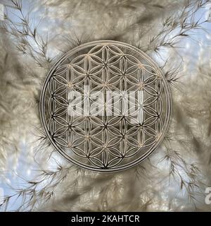 Goldene Blume des Lebens auf schönen Herbst Gras Hintergrund Stockfoto