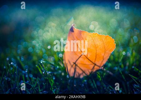 Atemberaubendes Herbstblatt im grünen Gras, herbstliche Landschaft, Blick auf die Natur mit Sonnenstrahlen und entspannenden, verschwommenen Waldbäumen. Idyllische, saisonale Natur Stockfoto