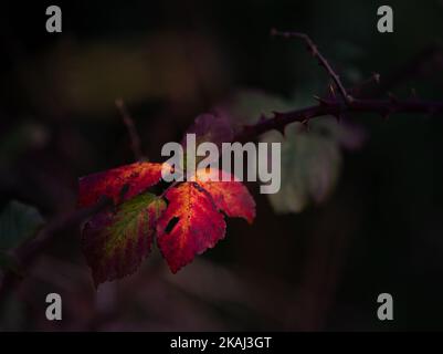 Herbstliche gelbe und rote Blätter der Brombeerpflanze. Bramble. Stockfoto