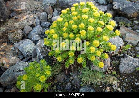 Rhodiola rosea (häufig goldene Wurzel, Rosenwurzel, Roseroot) wächst in Parvati Bagh im Himalaya. Himalaya-Heilpflanzen. Indien Stockfoto